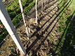 Manufacturer of machines for nursery of fruit trees, shrubs, orcharding Poland